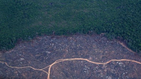 Bild der Zerstörung: Abholung im Amazonas-Gebiet. Foto: Adveniat/Jürgen Escher