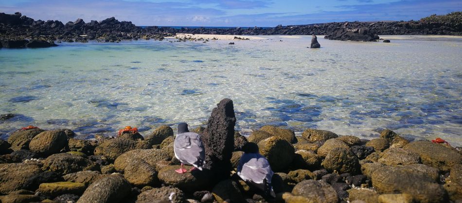 Galapagos, Umweltschutz