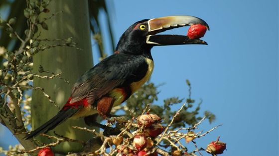 Costa Rica besitzt neben dem Halsbandarassari eine große Artenvielfalt. Der illegale Handel mit exotischen Tieren soll in ganz Lateinamerika eingedämmt werden. Foto: Philippe BOISSEL, CC BY-NC-ND 2.0.