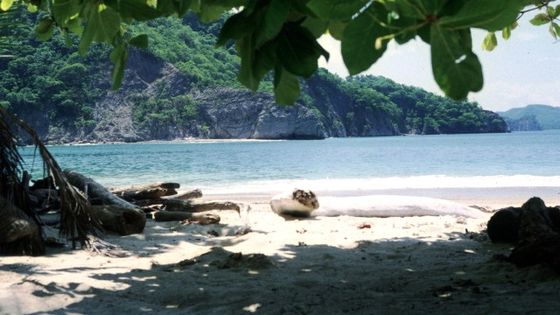 Die Insel der Schildkröten "Isla Tortuga" in Costa Rica ist ein wahres Naturparadies und schützenswert. Foto: Arturo Sotillo, CC BY-SA 2.0