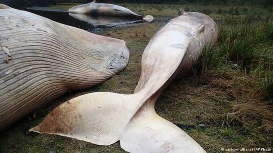 In Patagonien verendete im April 2015 eine große Gruppe von Sei-Walen. Foto: picture-alliance/AP Photo