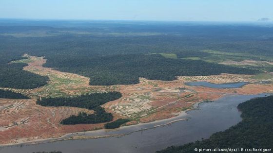 Das Amazonasgebiet (Foto: picture-alliance/dpa/I. Risco-Rodriguez)