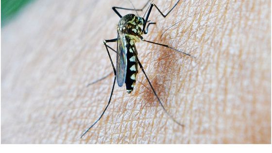 Moskitos übertragen den Malaria-Erreger. Foto: pixabay, CC0