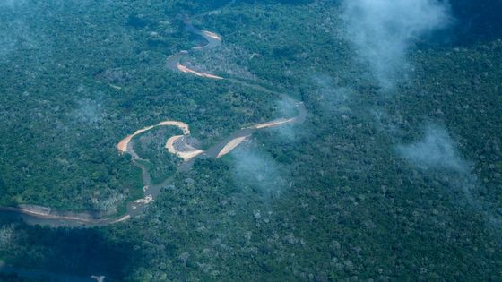 Der Amazonas-Regenwald (Symbolfoto: Escher/Adv eniat)