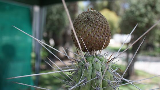 Die Copao-Pflanze in Chile: Wiederentdeckung eines uralten Kulturguts. Foto: Foto: Pame Figueroa, (CC BY-NC-ND 2.0)