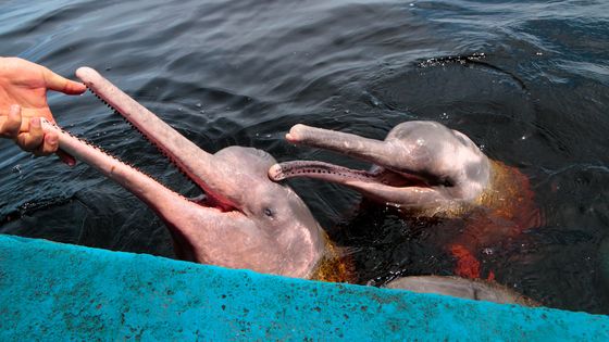 Rosa Amazonas-Flussdelfine (Foto: Ana Claudia Jatahy - MTUR, Flickr, Public Domain Mark 1.0)