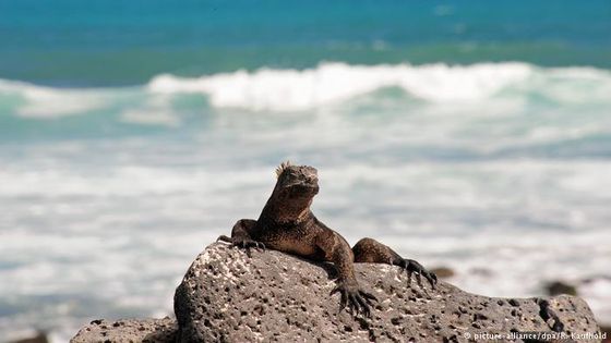 Für Ecuador-Reisende liegt ein Abstecher ins Naturparadies der Galapagos-Inseln nahe. Dafür gibt es neue Vorgaben. (Foto: picture-alliance/dpa/R. Kaufhold)