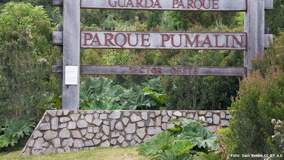 Im Pumalín-Park wurde das Naturschutzgebiet von insgesamt 4,5 Millionen Hektar feierlich eröffnet. Foto: Sam Beebe, CC BY 4.0.