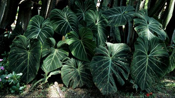 Die Pflanzenwelt in den Wäldern Kolumbiens (Foto: Adveniat/Pohl)