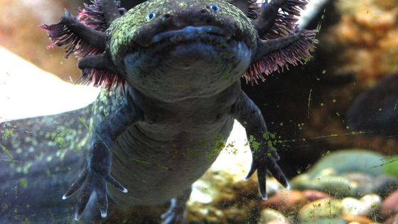 Den Azteken galt er als heilig - der scheue Schwanzlurch Axolotl. Foto: Josh More, CC BY-NC-ND 2.0