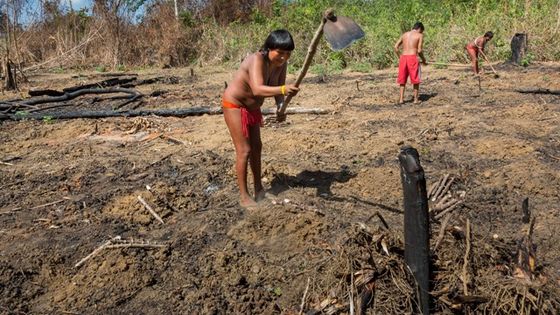 In der Nähe des Yanomami-Dorfes Watoriki im brasilianischen Amazonas-Urwald werden die Felder brandgerodet, gesäubert und bestellt. Foto: Adveniat/Escher