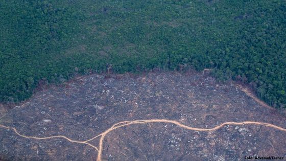 Grün-Braun-Kontrast: Gerodete Waldfläche im Amazonas-Urwald. Foto: Adveniat/Escher.