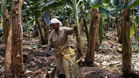 Bananenplantage in Magdalena, Kolumbien. Foto: Adveniat/Jürgen Escher