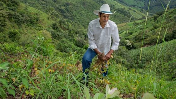 Ein Bauer in Nicaragua auf seinem Bohnenfeld. Foto: Achim Pohl/Adveniat