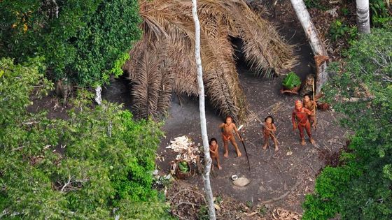 Eine gesunde und aktive indigene Gemeinde mit Körben voll frisch geerntetem Maniok und Papaya. Foto: Gleison Miranda/FUNAI/Survival International