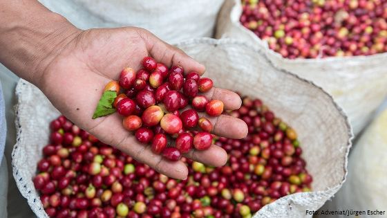 Sinkende Preise für Kaffeebohnen machen den Produzenten in den Erzeugerländern zu schaffen. Foto: Adveniat/Jürgen Escher