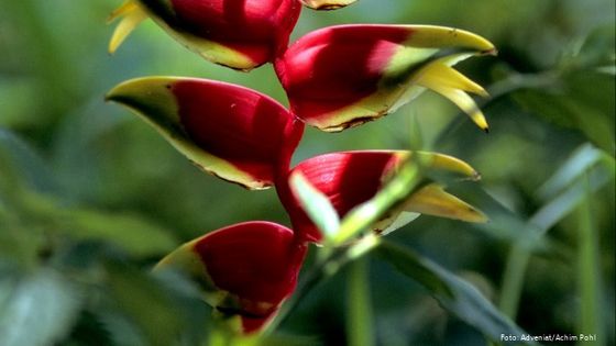 Blütenpracht im amazonischen Tiefland von Kolumbien. Foto (Symbolbild): Adveniat/Achim Pohl