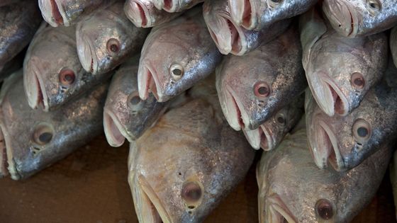 Über 5000 tote Fische wurden in Paraguay entdeckt. (Symbolfoto) Foto: Adveniat/Escher