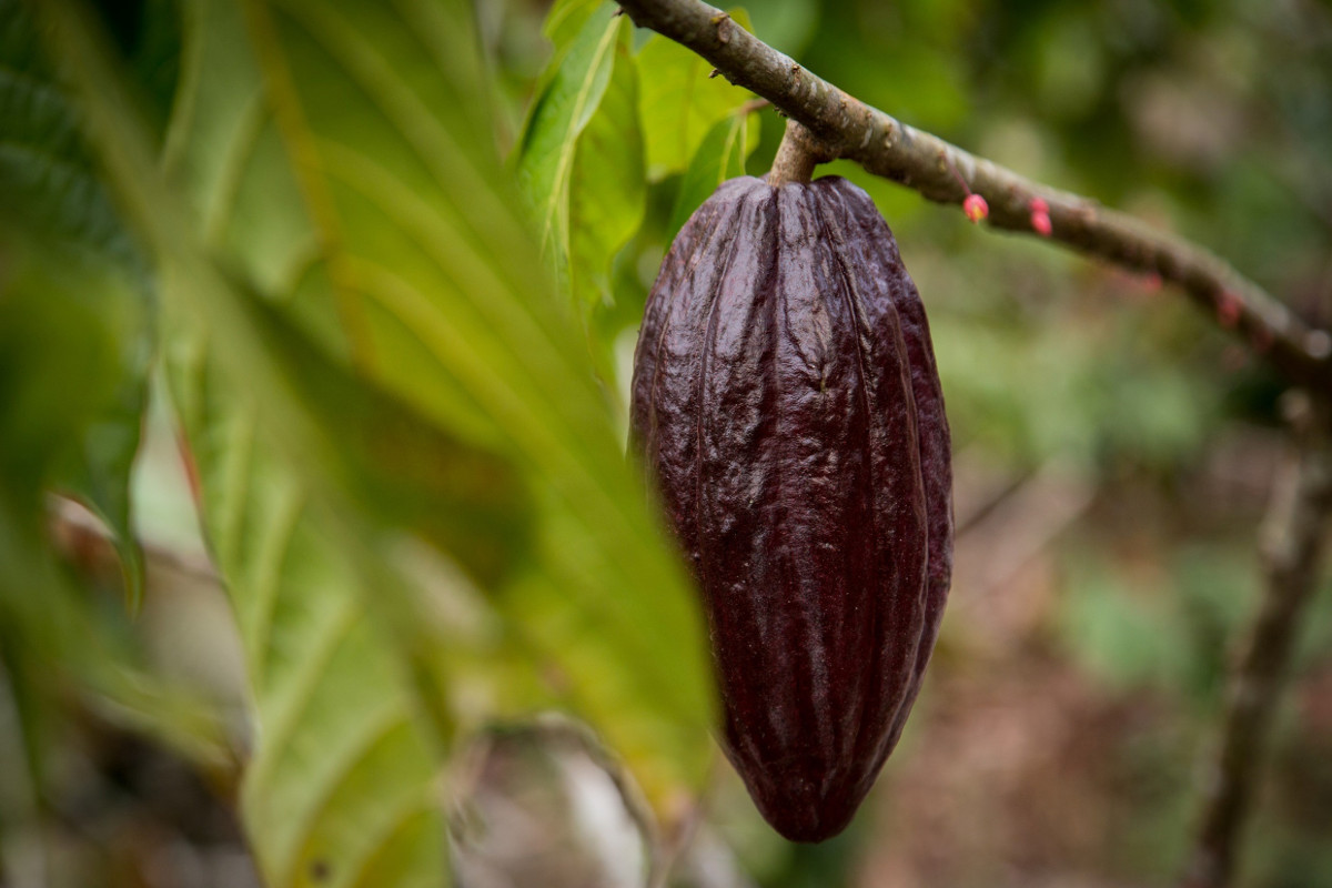 Lateinamerika Ecuador Adveniat Kakao 
