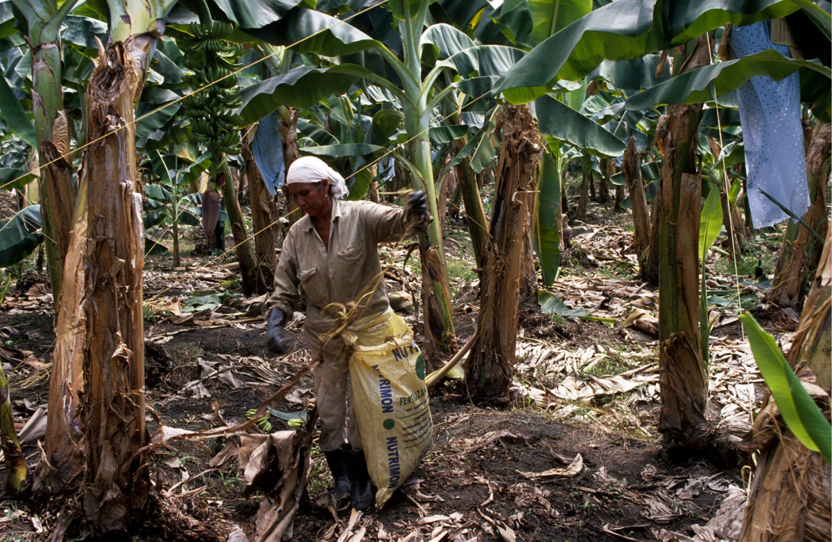 Adveniat Lateinamerika Kolumbien Bananenplantage