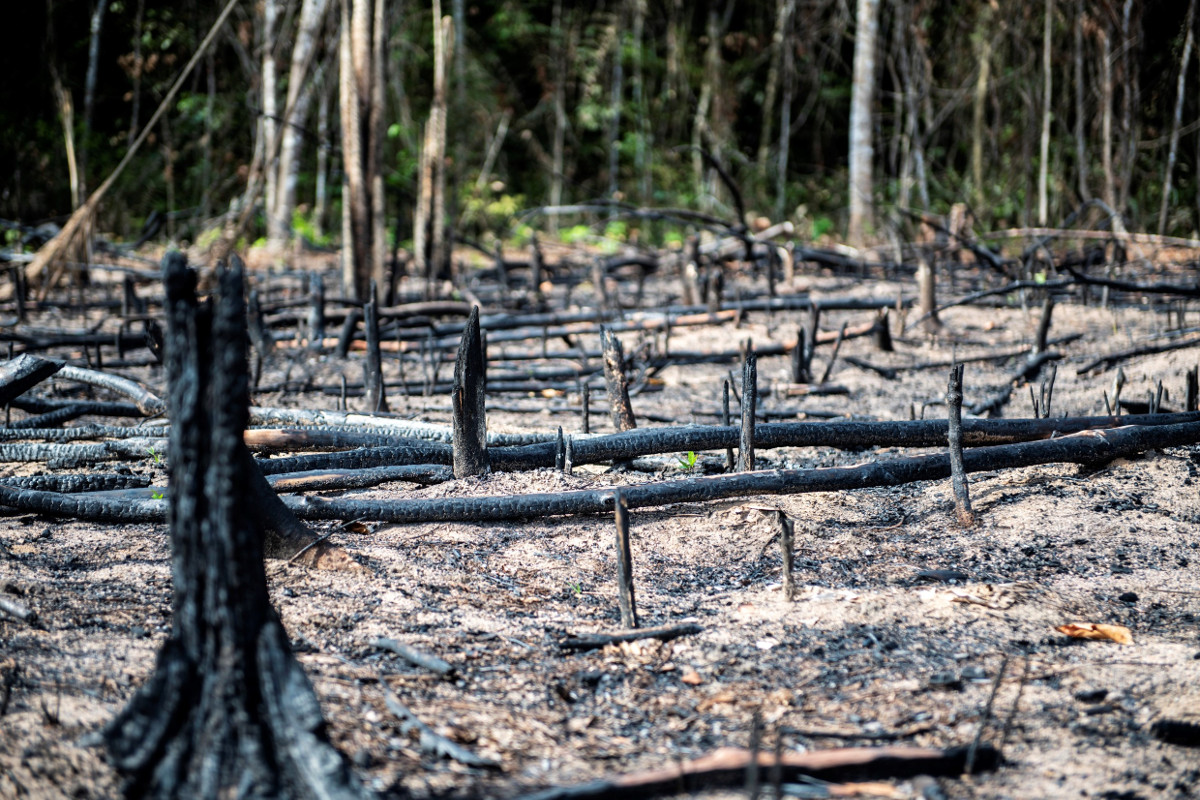 Abgebrannter Amazonas-Regenwald. Foto: Adveniat/Florian Kopp