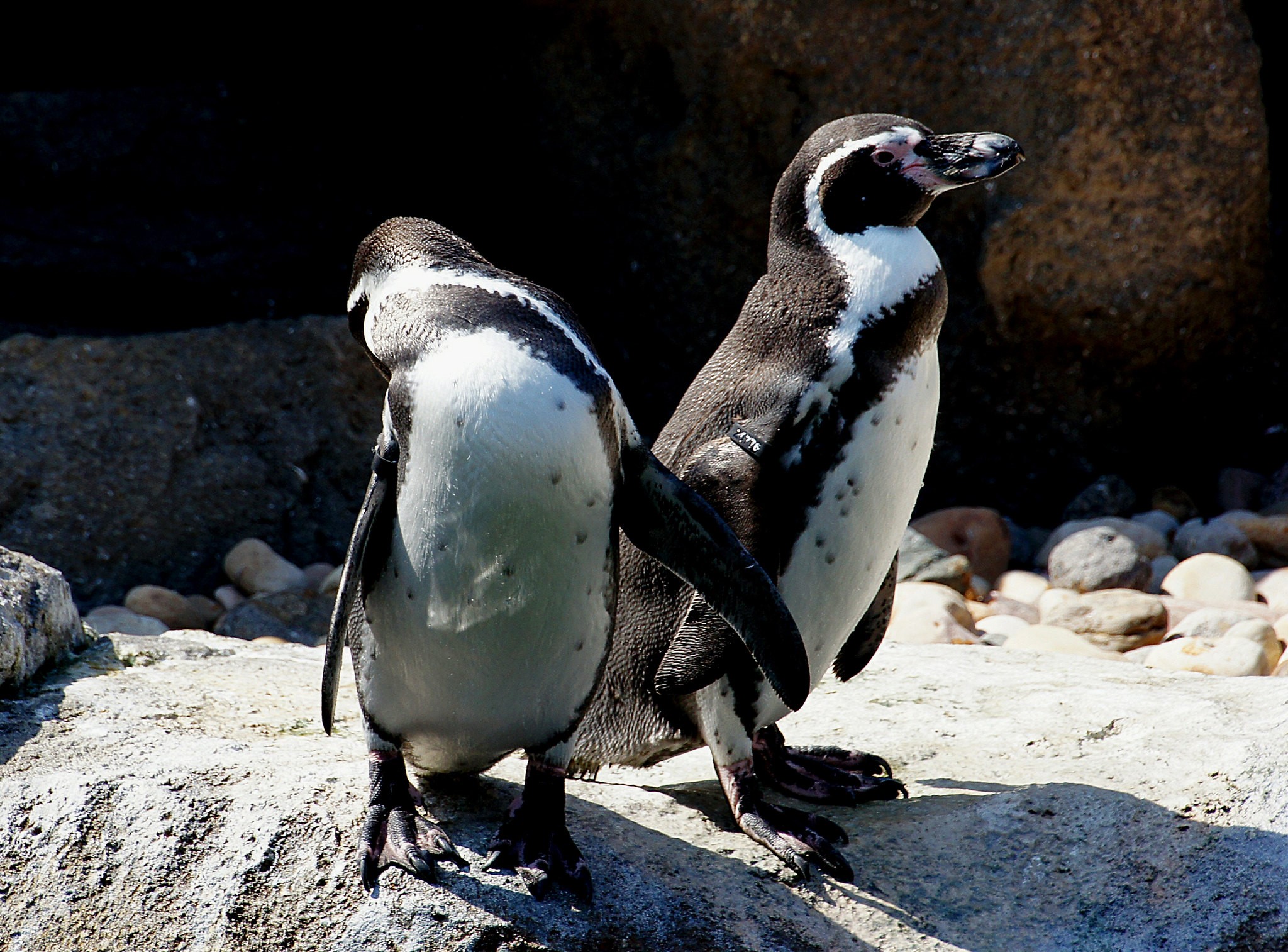 Humboldt-Pinguine leben in Südamerika an den Küsten von Chile und Peru. Foto: Flickr, CCO1.0