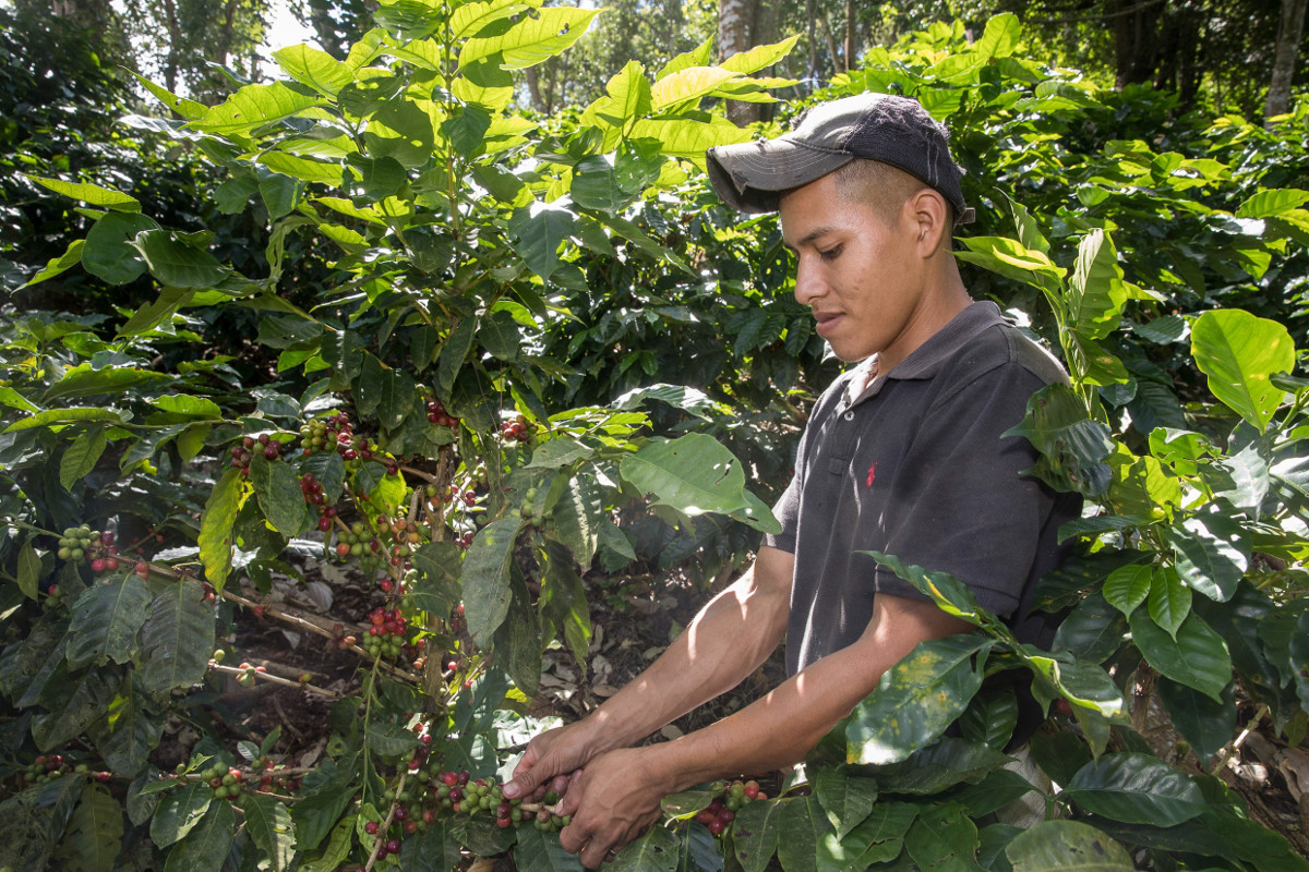 Kaffeepflücker Leybi José Godine beim Ernten auf einer Plantage in Matagalpa, Nicaragua. Foto: Adveniat/Achim Pohl