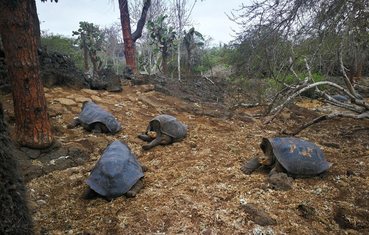In der Charles-Darwin-Forschungsstation in Puerto Ajora auf der Galapagos-Insel Santa Cruz werden verschiedene Arten der bedrohten Riesenschildkröten aufgezogen, um sie später auszuwildern. Foto: Adveniat/Tim Vogel
